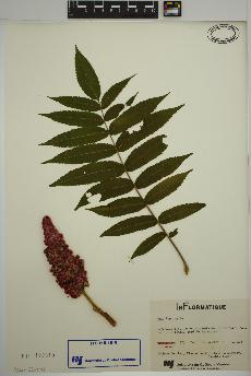 spécimen de Rhus typhina