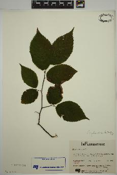 spécimen de Corylus cornuta