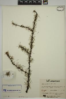 spécimen de Larix laricina