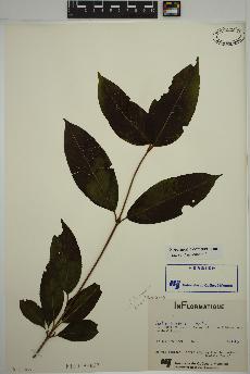 spécimen de Viburnum cassinoides