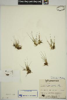 spécimen de Eriocaulon aquaticum