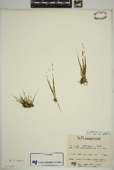 spécimen de Eriocaulon aquaticum