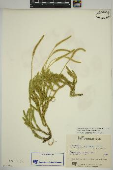 spécimen de Lycopodium lagopus