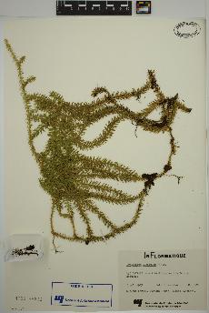 spécimen de Lycopodium lucidulum