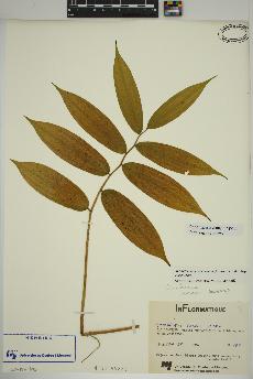 spécimen de Maianthemum racemosum