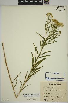 spécimen de Euthamia graminifolia