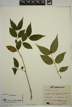 spécimen de Diervilla lonicera