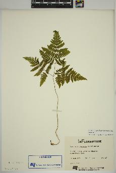 spécimen de Gymnocarpium dryopteris
