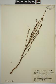 spécimen de Epifagus virginiana