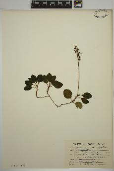 spécimen de Pyrola secunda