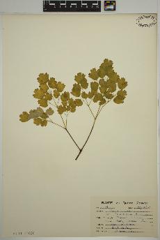 spécimen de Thalictrum dioicum
