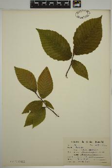 spécimen de Fagus grandifolia