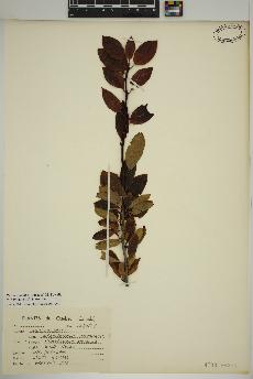 spécimen de Ilex mucronata