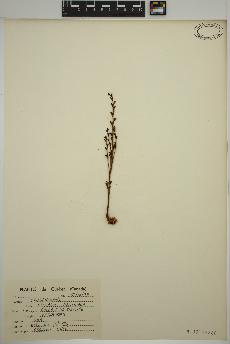 spécimen de Epifagus virginiana
