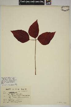 spécimen de Toxicodendron radicans