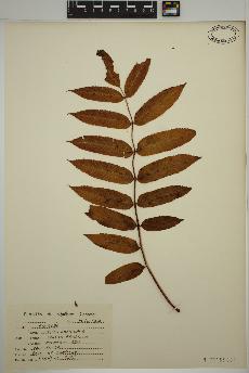 spécimen de Sorbus americana