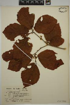 spécimen de Hamamelis virginiana
