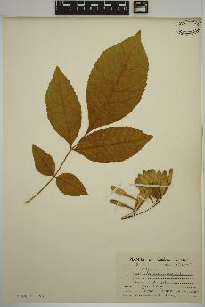 spécimen de Fraxinus pennsylvanica