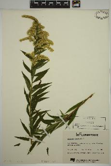 spécimen de Solidago canadensis