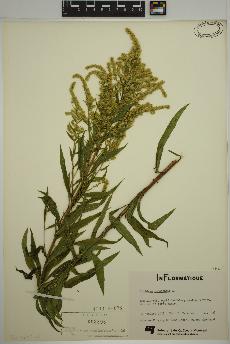 spécimen de Solidago canadensis