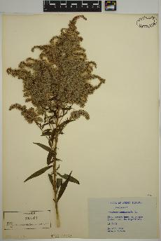 spécimen de Solidago canadensis