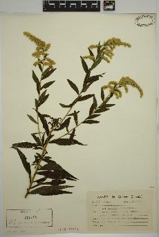 spécimen de Solidago canadensis