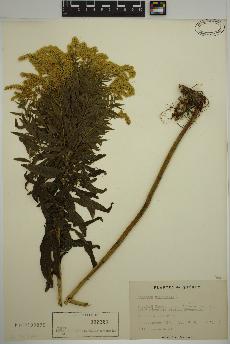 spécimen de Solidago canadensis