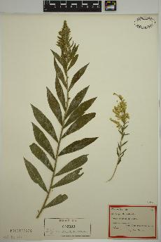 spécimen de Solidago canadensis