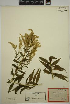 spécimen de Solidago canadensis