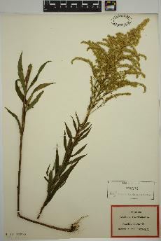 spécimen de Solidago canadensis