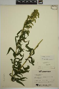 spécimen de Solidago canadensis