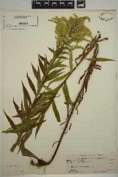 spécimen de Solidago canadensis