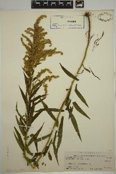 spécimen de Solidago canadensis