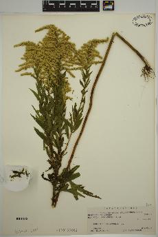 spécimen de Solidago canadensis