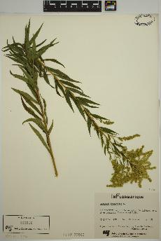 spécimen de Solidago canadensis