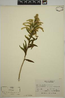 spécimen de Solidago canadensis