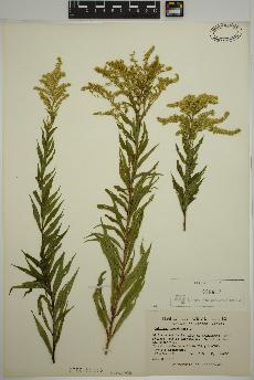 spécimen de Solidago canadensis