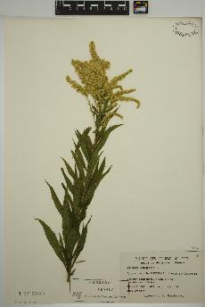 spécimen de Solidago canadensis