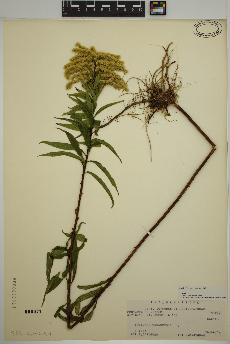 spécimen de Solidago gigantea