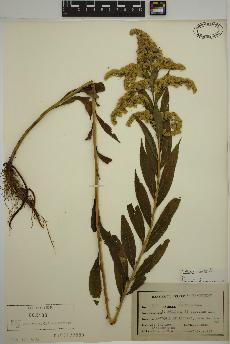 spécimen de Solidago gigantea