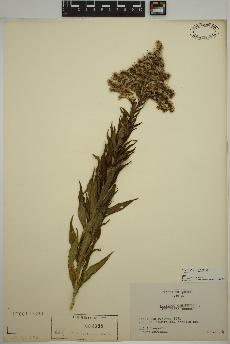 spécimen de Solidago altissima