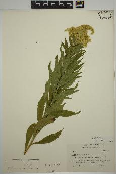 spécimen de Solidago altissima