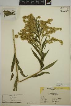 spécimen de Solidago altissima