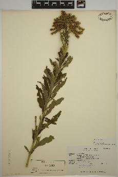 spécimen de Solidago altissima