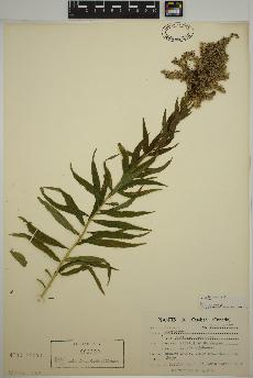 spécimen de Solidago altissima