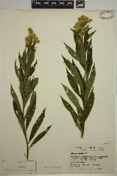 spécimen de Solidago gigantea