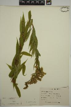 spécimen de Solidago gigantea