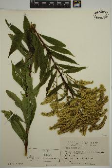 spécimen de Solidago gigantea