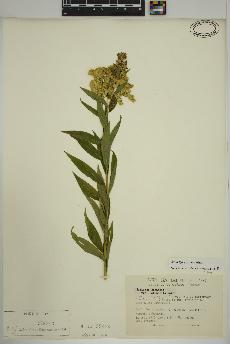 spécimen de Solidago gigantea