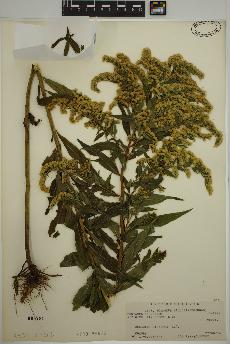 spécimen de Solidago gigantea
